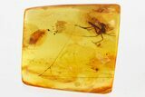 Fossil Cockroach, Fungus Gnat, Caddisfly & Cobwebs In Baltic Amber #315502-1